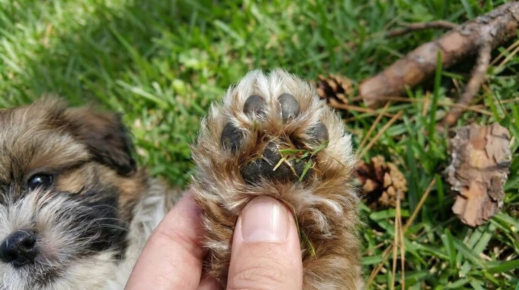 【実録】愛犬の足についた”緑のガム”の正体は…松脂だった。食用油で奇跡的に落ちた話