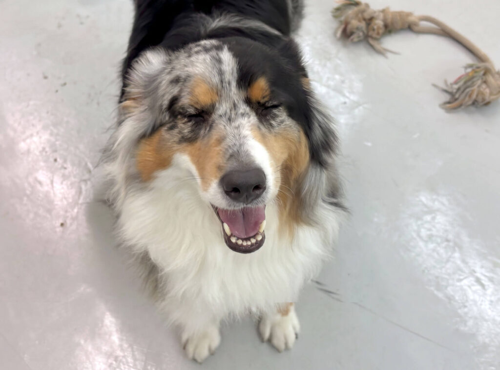 可愛い!人懐っこい!可愛い!看板犬テンテちゃん
