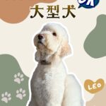 【7/19開催】大型犬も歓迎！沖縄市「キーズカフェ沖縄なかがみ西病院店」でわんこテラス開催♪無添加クッキー販売やリードフック完備も！