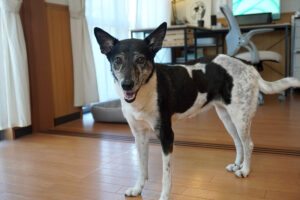 ルル(5歳):モアが旅立った後、SNSで出会った保護犬。ビビリで繊細だけど、ヘソ天で眠る姿が愛くるしい女の子。