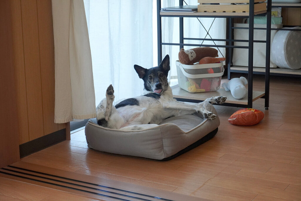 写真撮られてることに気づいたルルちゃん