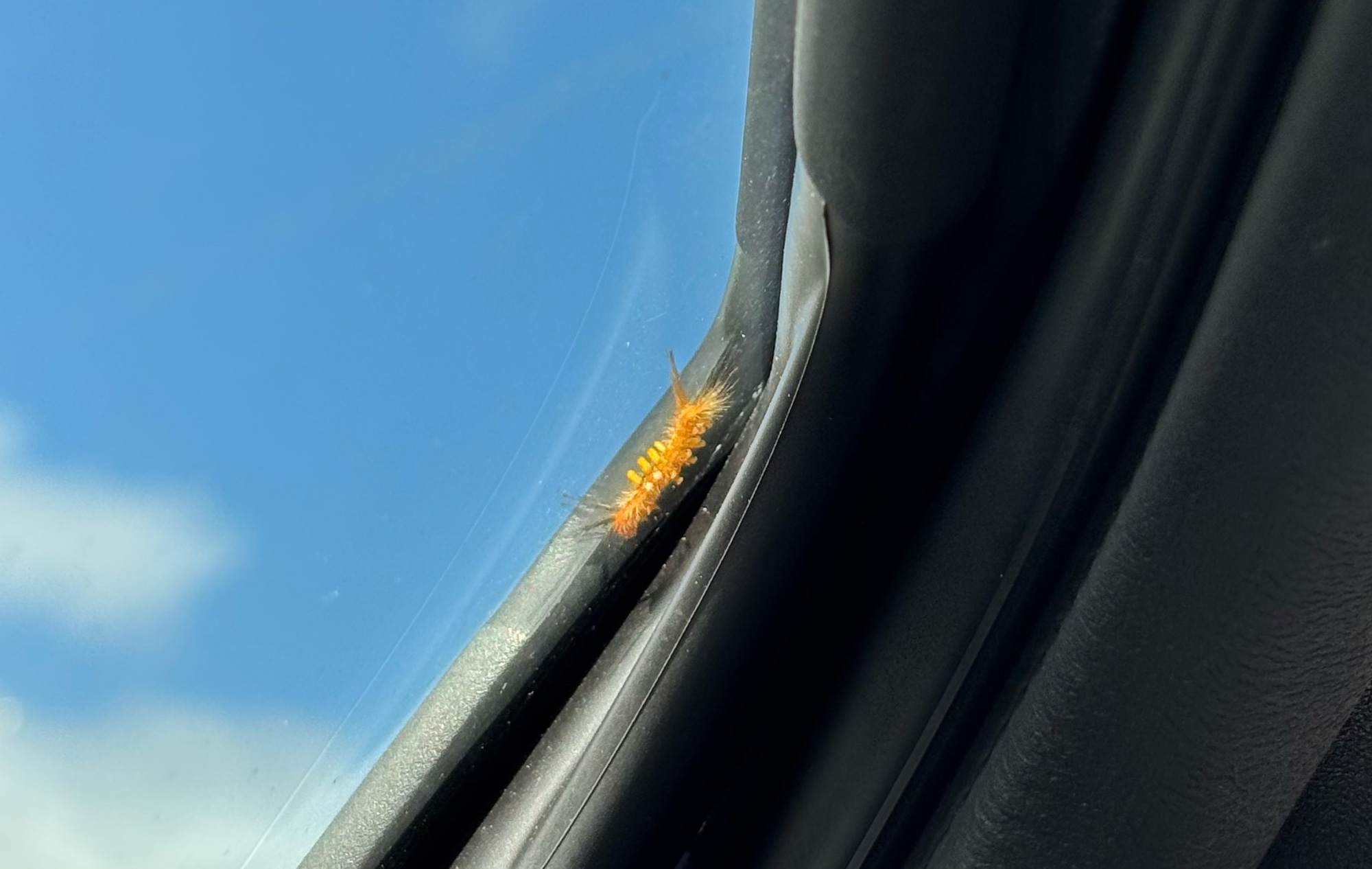 車の窓についた毛虫の写真