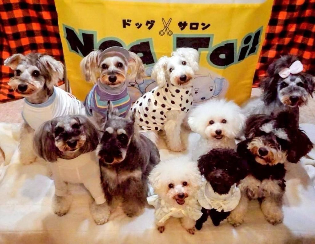 可愛いスタッフ犬もお出迎え!愛犬グッズ&おやつ「ドッグサロンNoaTail」